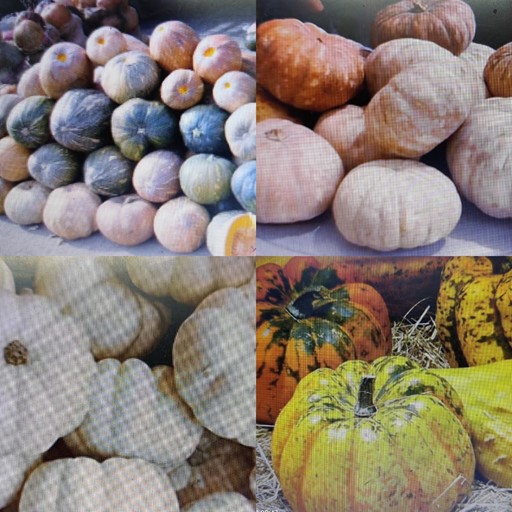 インドかぼちゃ