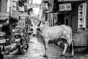 インドの街中を悠々と歩く牛の姿
